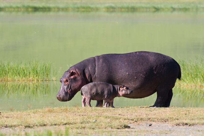 Mother And Baby Hippopotamus